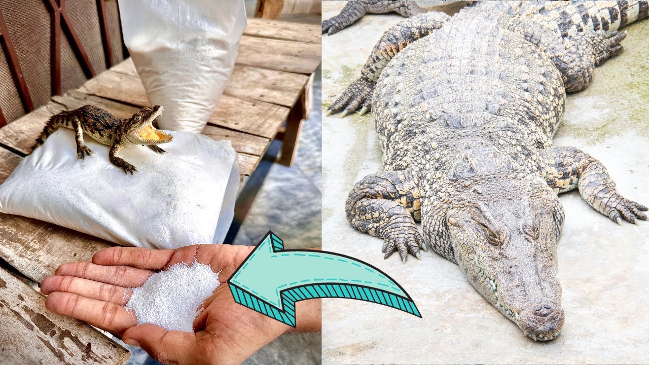 Mr. Pickles K Liye White Sand Mangwa Li 🏖️🐊🏝️