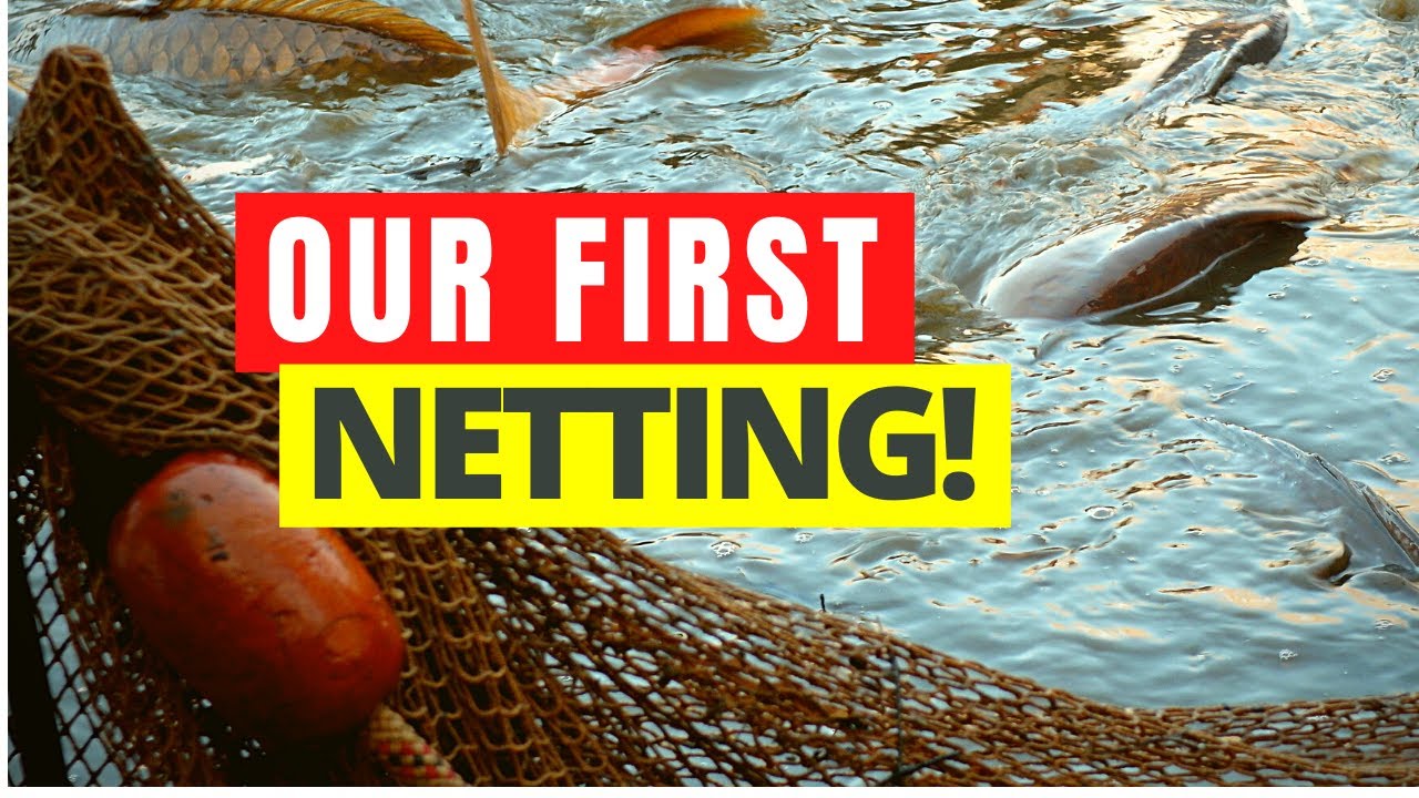 We Remove 1 TON of Fish During The Netting 🤯