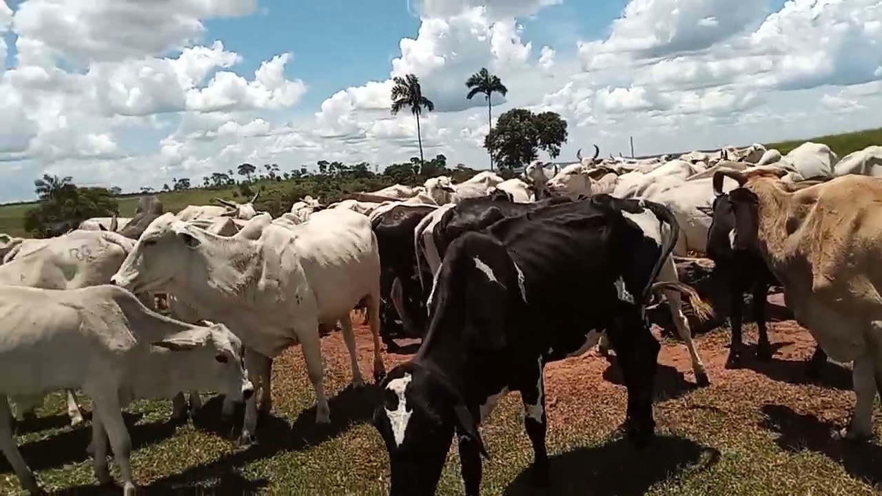 Arrendamento dá lucro ou prejuízo?