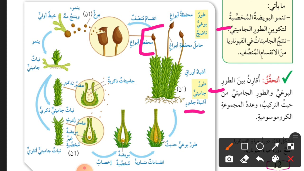 النباتات اللاوعائية - دورة حياة الفيوناريا أحياء عاشر