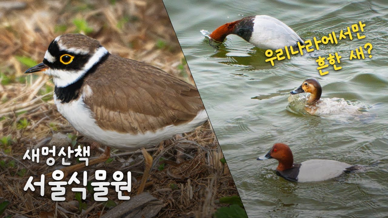 서울식물원의 꼬마물떼새와 흰죽지 #birdswatching #wildlife #wildphotography #산책 #탐조 #서울 #서울식물원