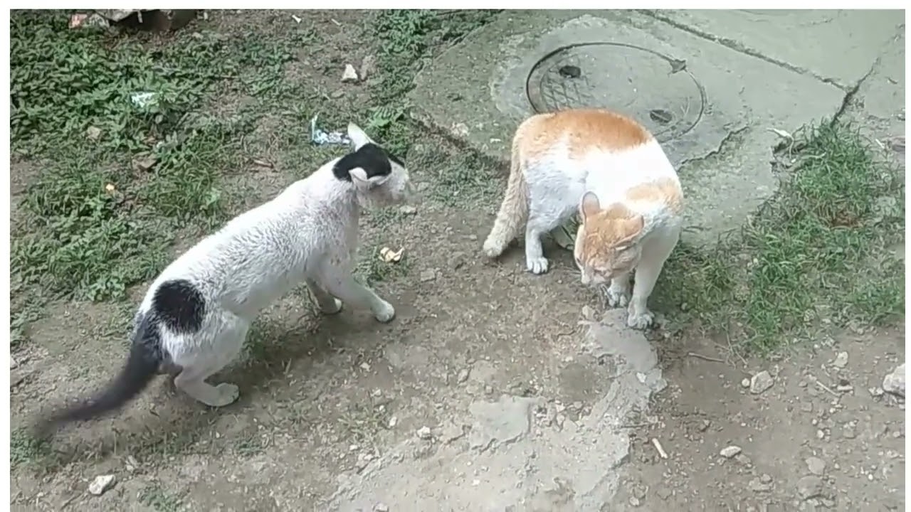 real cat fight.