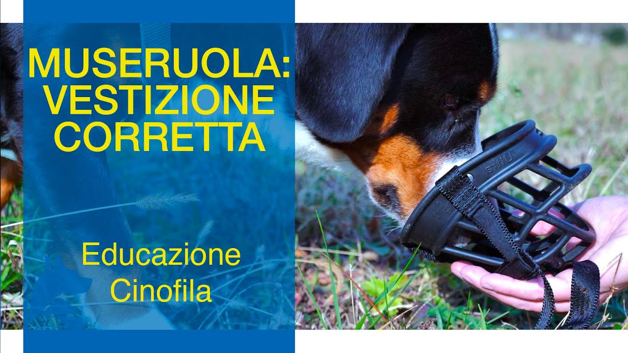 Museruola: Vestizione Corretta