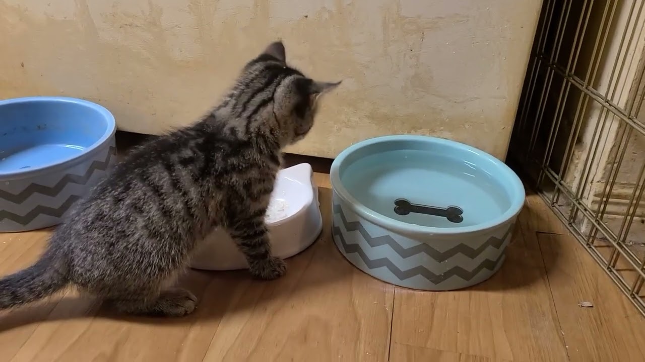 Little Dodge , his first encounter with water 