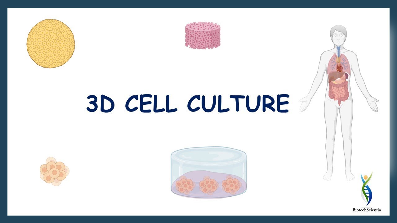 3D Cell Culture | 3D Culture Techniques