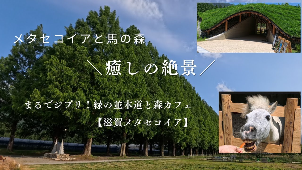 【滋賀県の絶景ドライブ｜メタセコイア並木 】メタセコイアと馬の森　Metasequoia Avenue and the Horse Forest