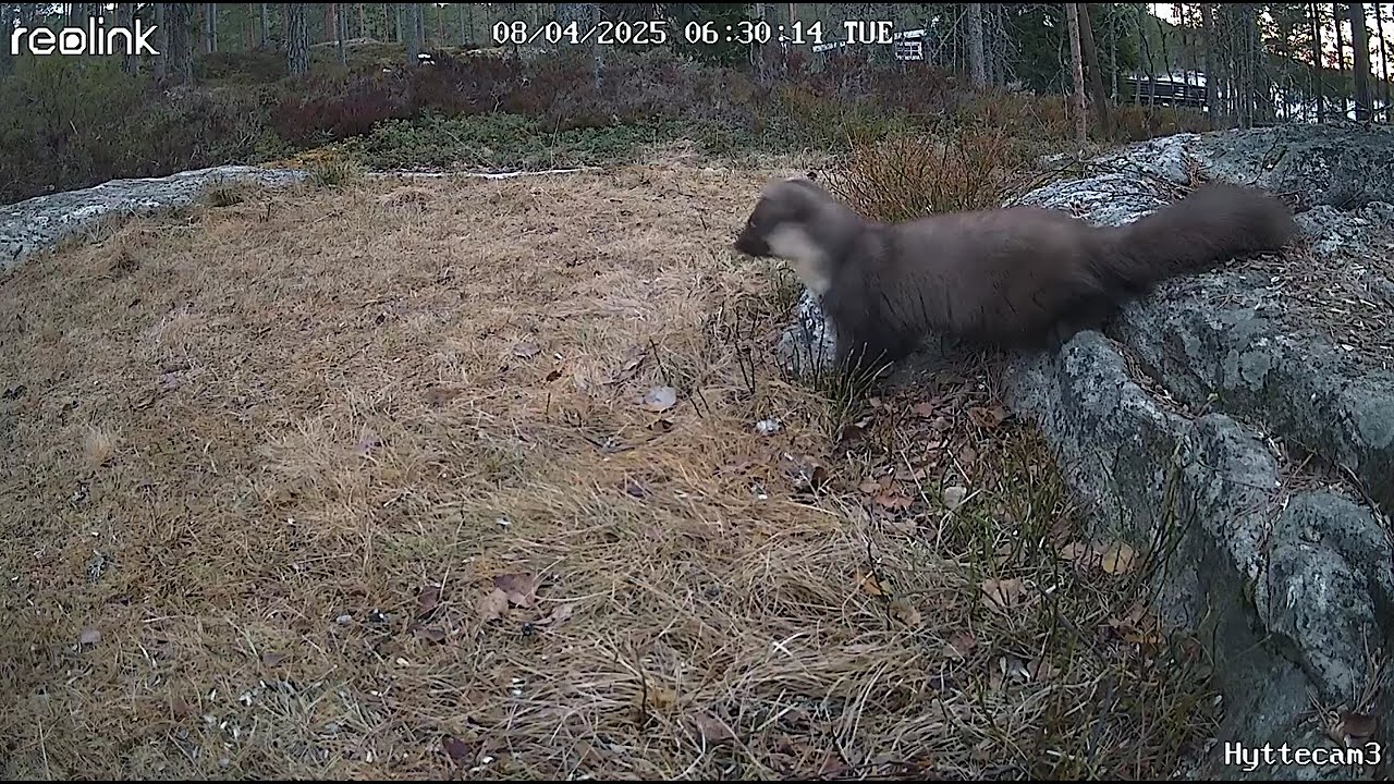 M&aring;r p&aring; hytta p&aring; fjorda 2025 /🦦 Curious Marten on the Hunt