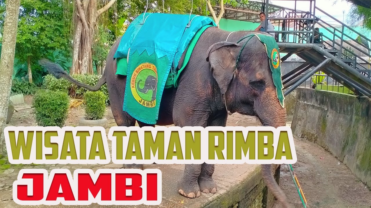 wisata taman rimba Jambi
