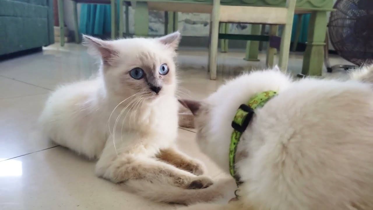 Neighborhood Patrol: Snow's Daily Mission to Bring Everyone Home 🌿✨