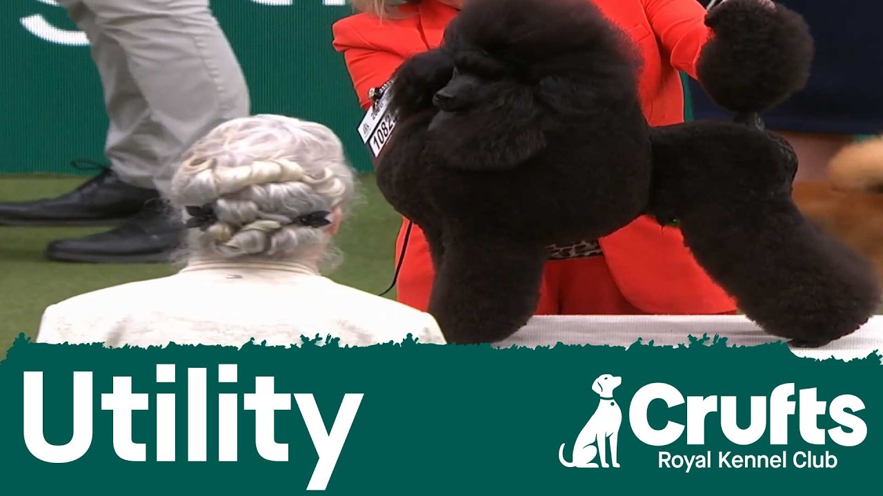 Group Judging (Utility) and Presentation | Crufts 2026