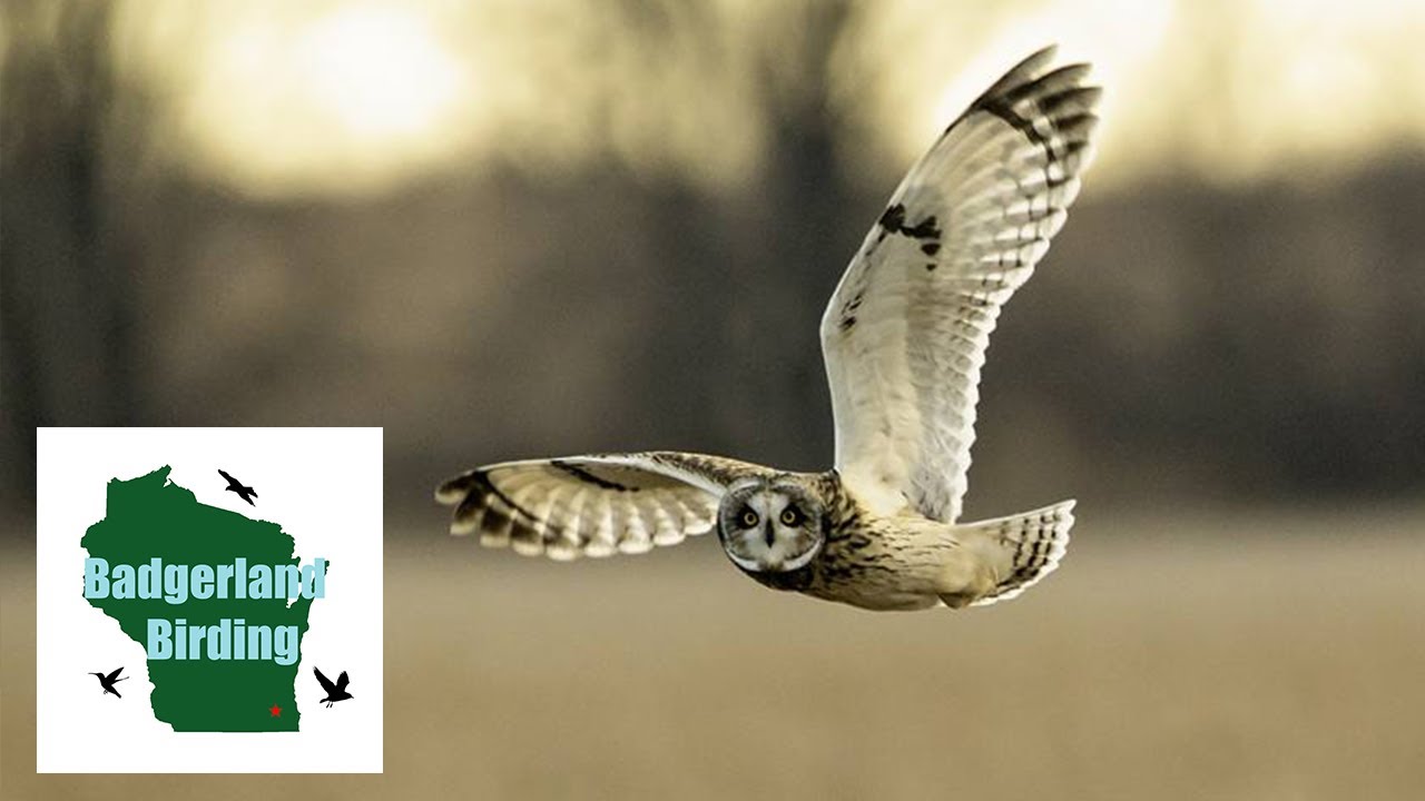 Searching for Short-eared Owls in a Frozen Marsh
