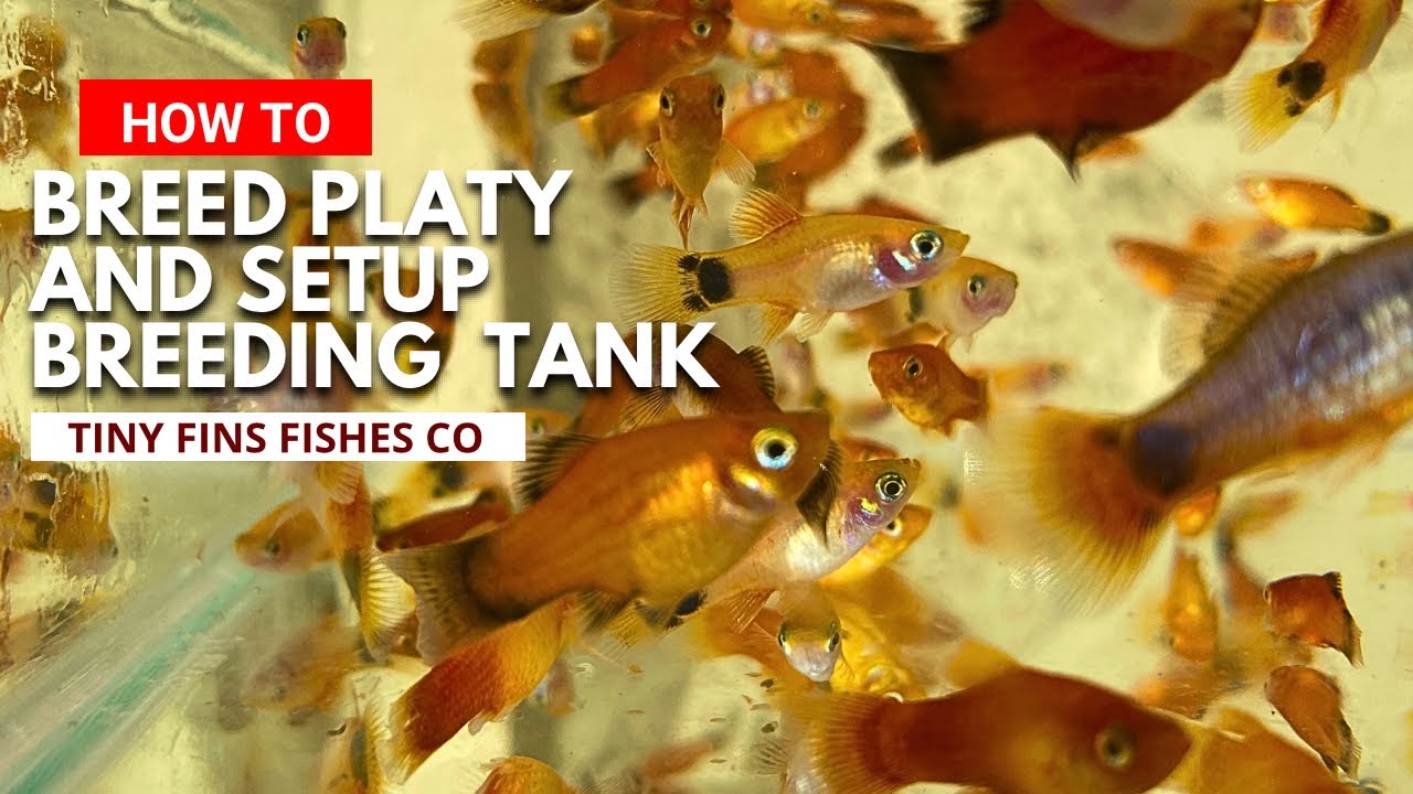 How to breed Platy fish | Complete Guide | Quick & Easy Setup!