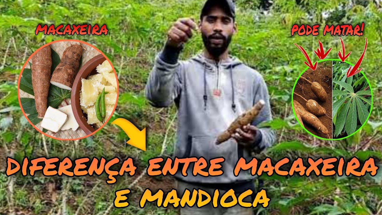 Qual a diferença entre macaxeira e mandioca (Aipim - Mandioca mansa -  Mandioca Brava)