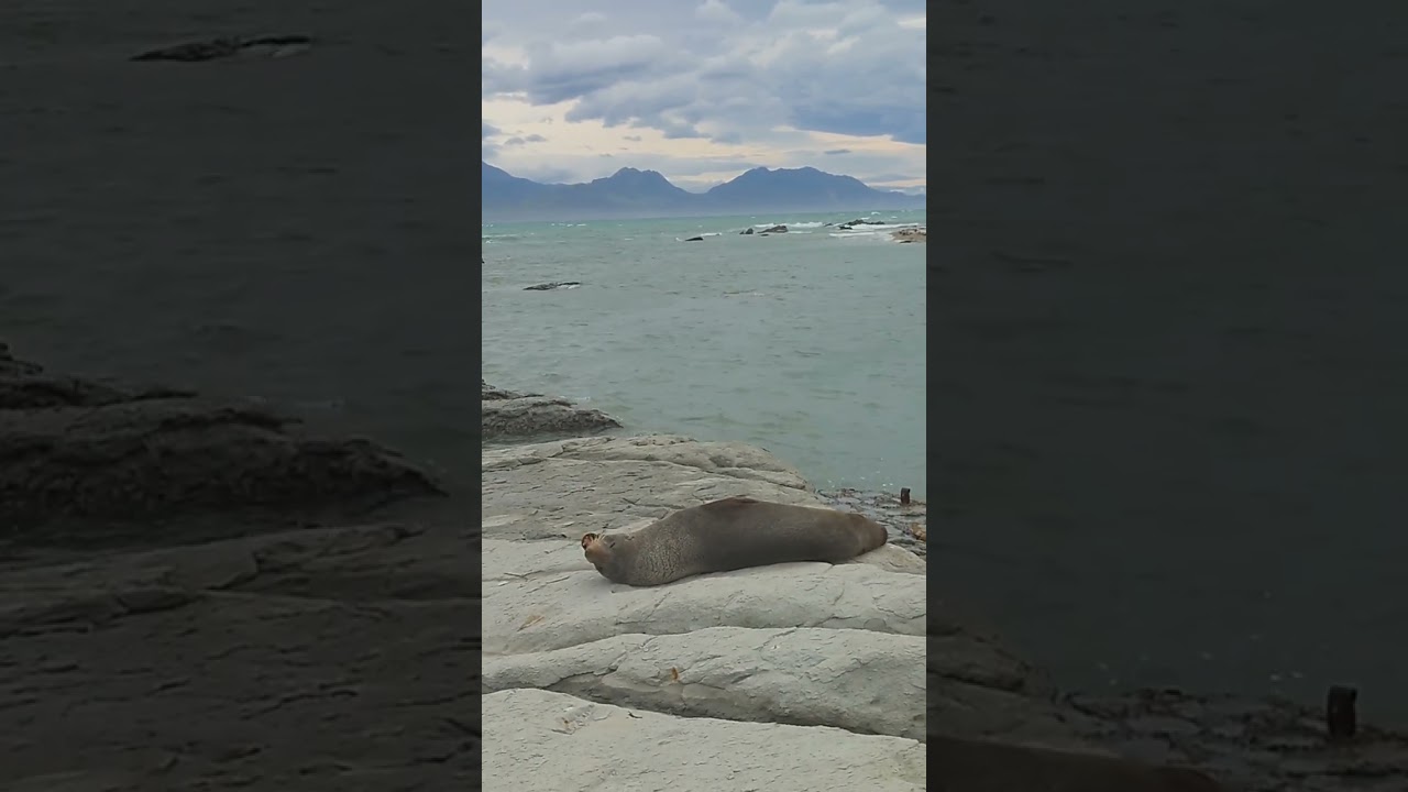Seal Colony, Kaikoura, New Zealand 🇳🇿 #newzealand,  #nowazelandia, #sealcolony, #seal