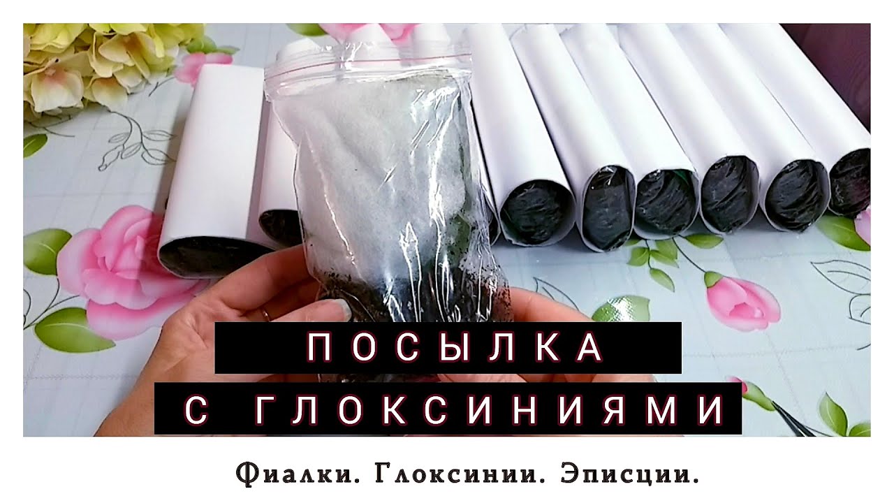 Посылка с глоксиниями. Распаковка. #gloxinia