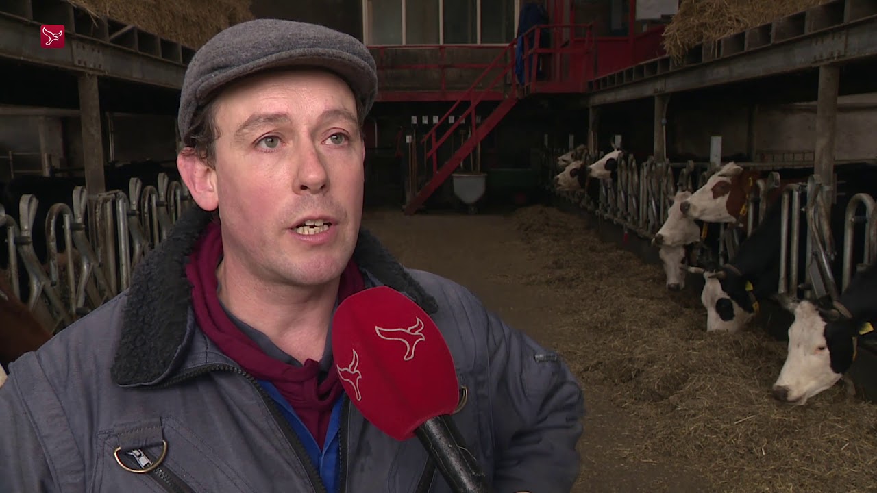 Koeienrassen met uitsterven bedreigd
