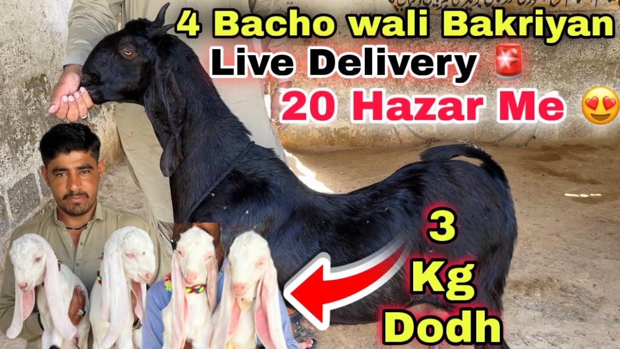 Orangi Town Bakra Mandi & Lalukhet Bakra Mandi Se Sasti 😍 | Ghulam Qadir Goat farm 