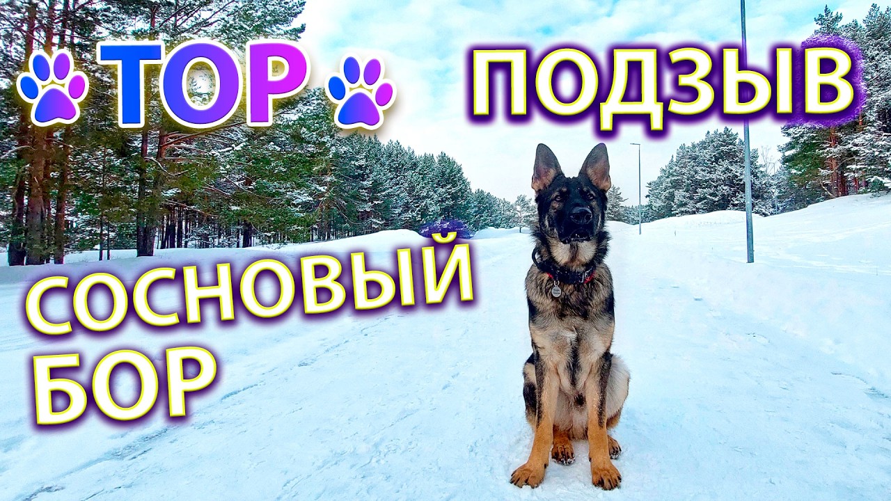 Прогулки с 🐕ТОРом, подзыв 