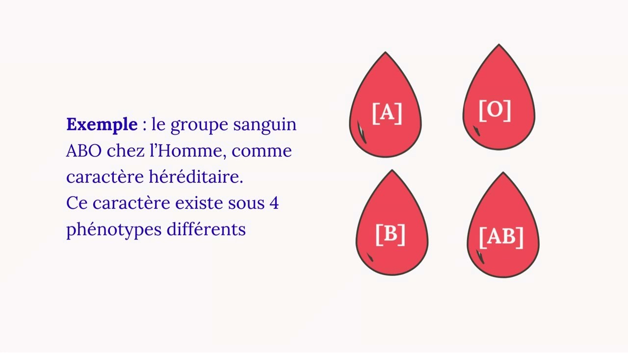 G&eacute;notypes et ph&eacute;notypes des organismes  diplo&iuml;des