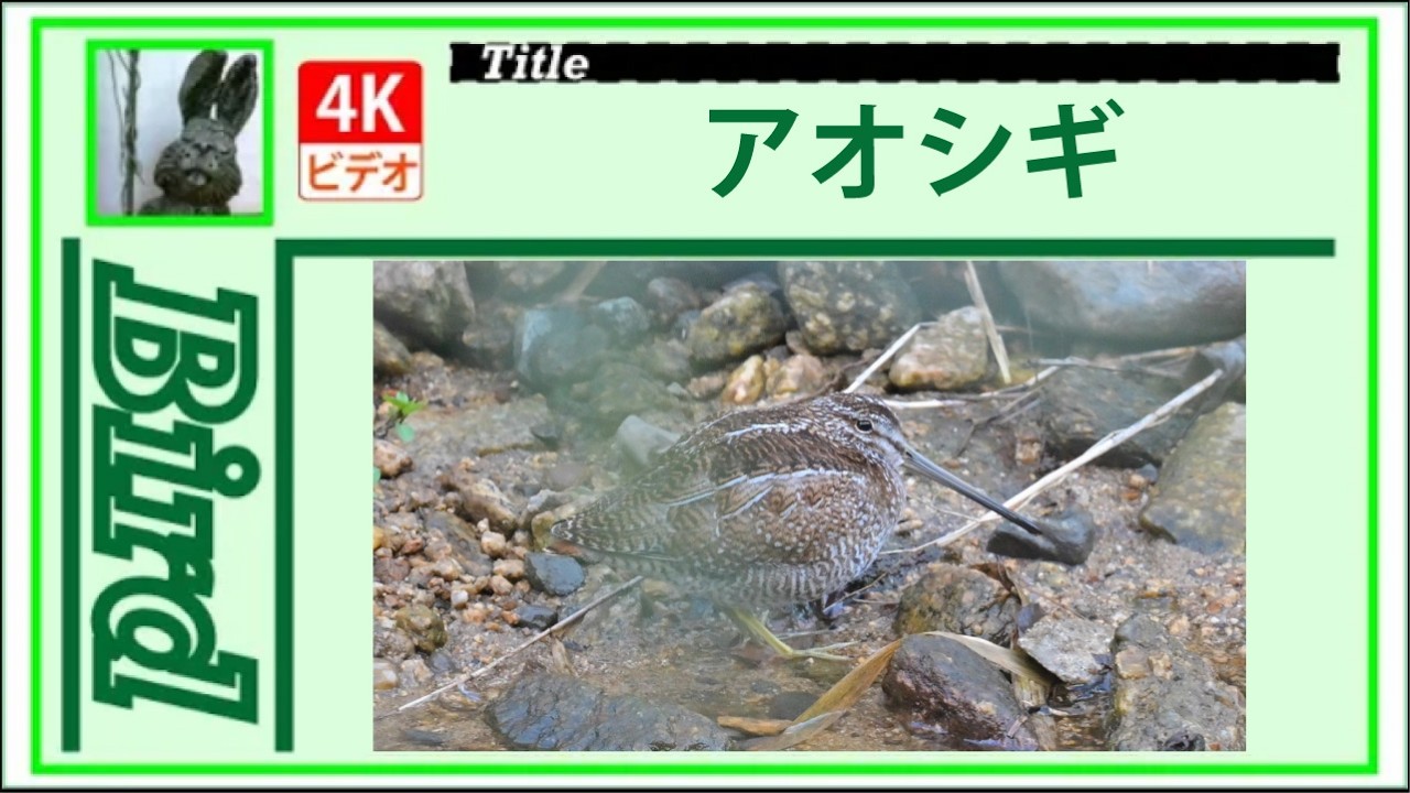 【4K】アオシギ　～2羽が現れた～　20260211　Bird　野鳥