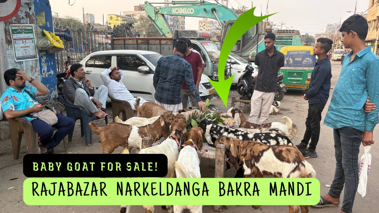 Rajabazar Narkeldanga Bakra Mandi | Totapuri Baby Goat For Sale | Kolkata Goat Market #goat 