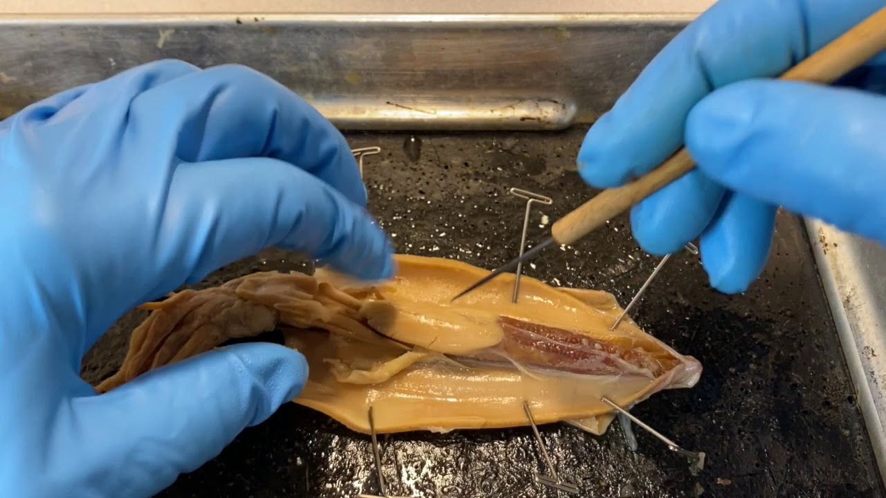 Squid Dissection - External and internal anatomy - Cephalopoda, Mollusca