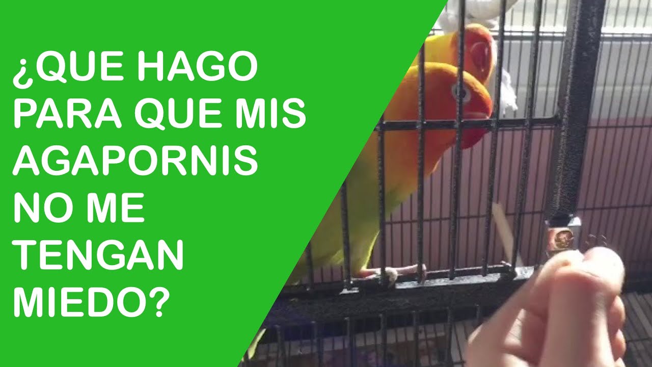 Conseguir que tus agapornis no te tengan miedo