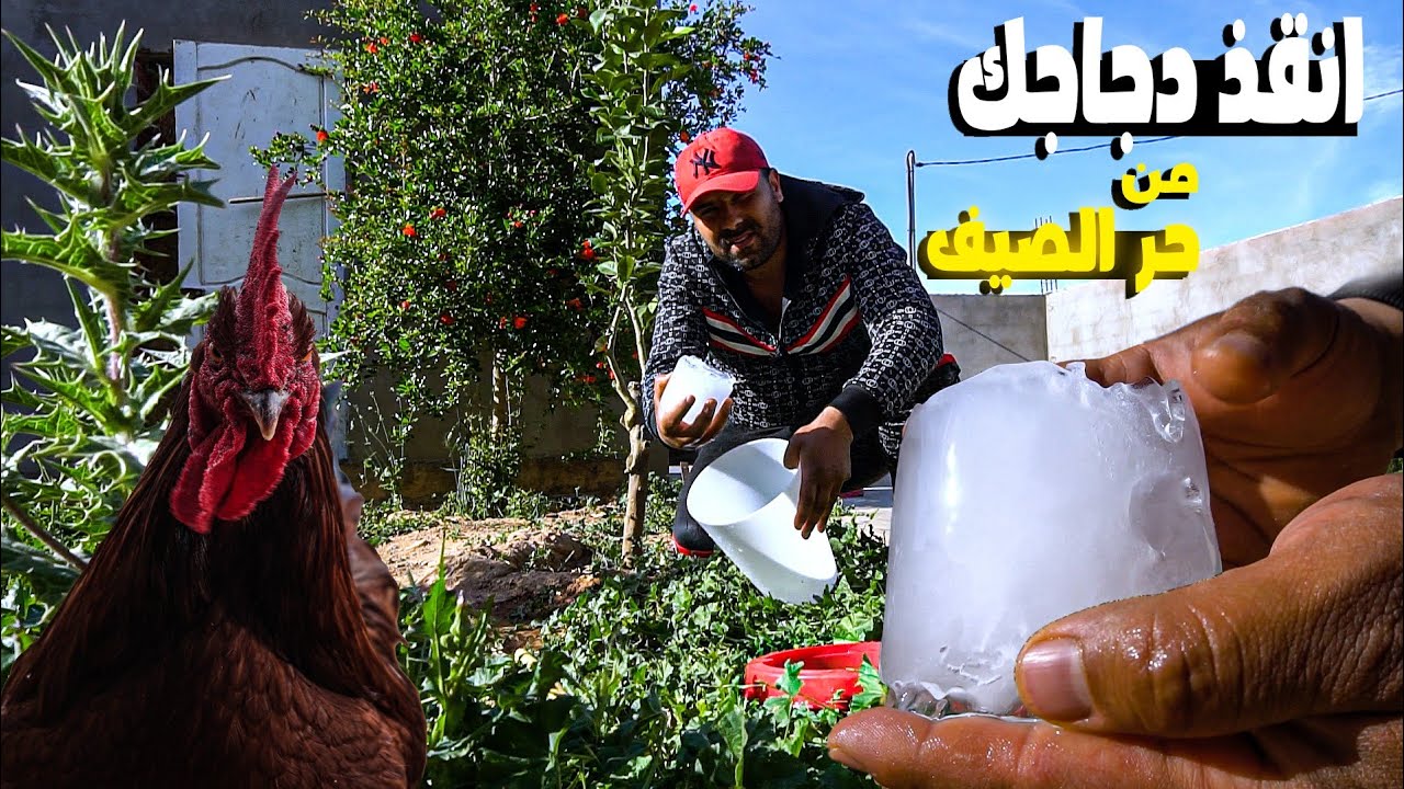 كيف تجنب دجاجك🐔 الموت من الحر☀️/حيوان جديد بالمزرعة⁉️/تجربة تفقيس حجل الفيزون🥚