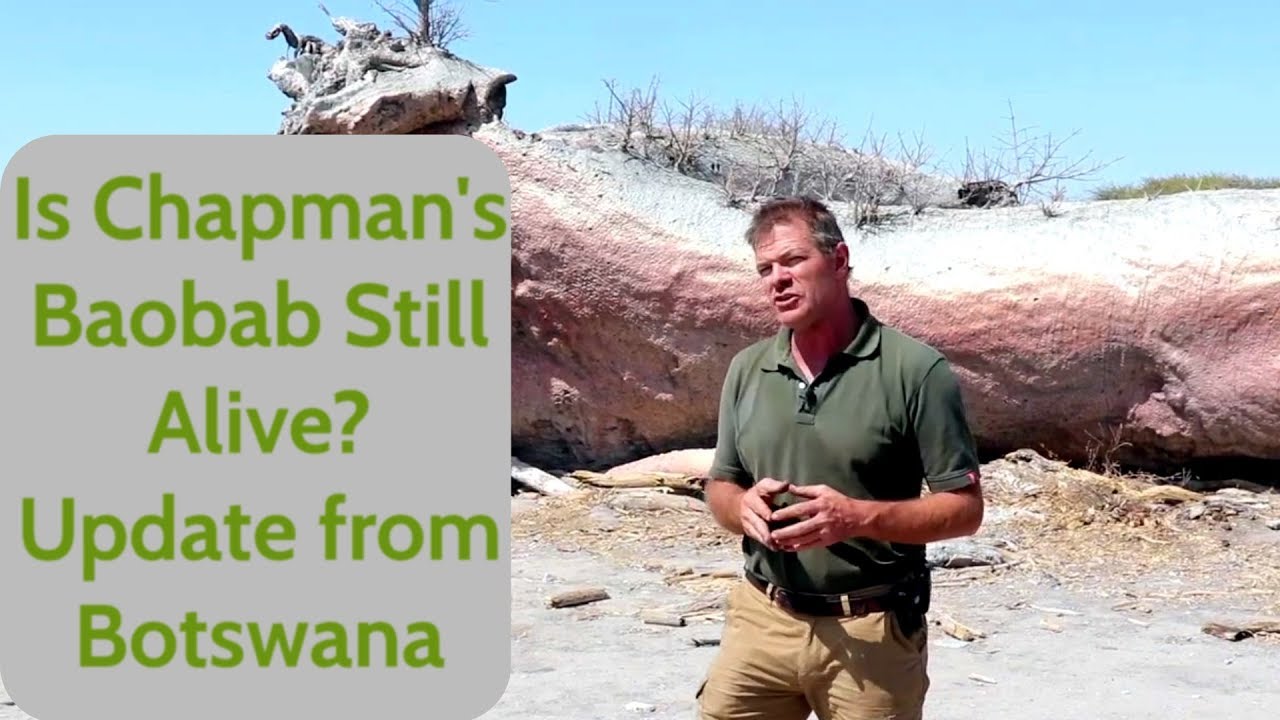 Is Chapman's Baobab Still Alive? Update from Botswana