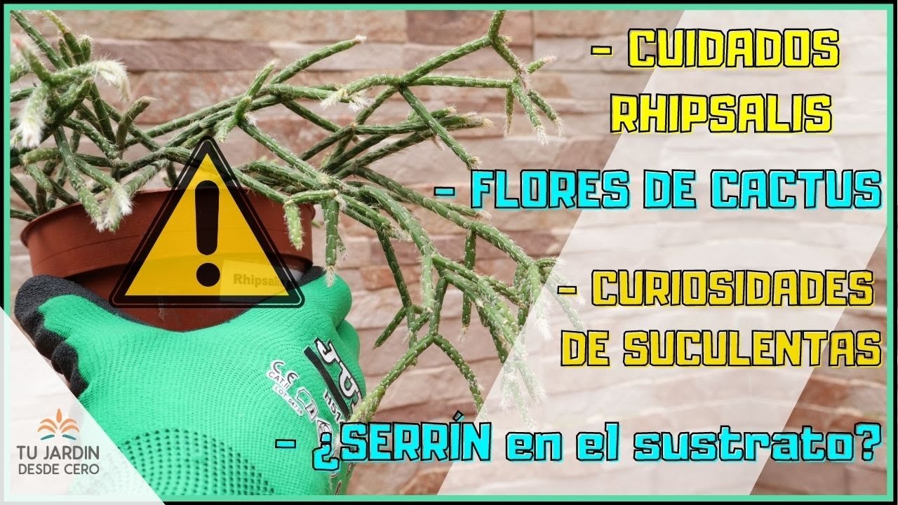 ✅ Episodio 1 👉 Rhipsalis pilocarpa + Conociendo a las plantas suculentas | TU JARDÍN SUCULENTO 💛