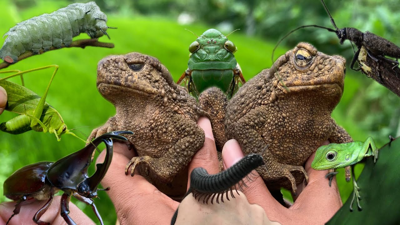 Catching the Giant Frog 'Frogzilla' and Wild Adventure