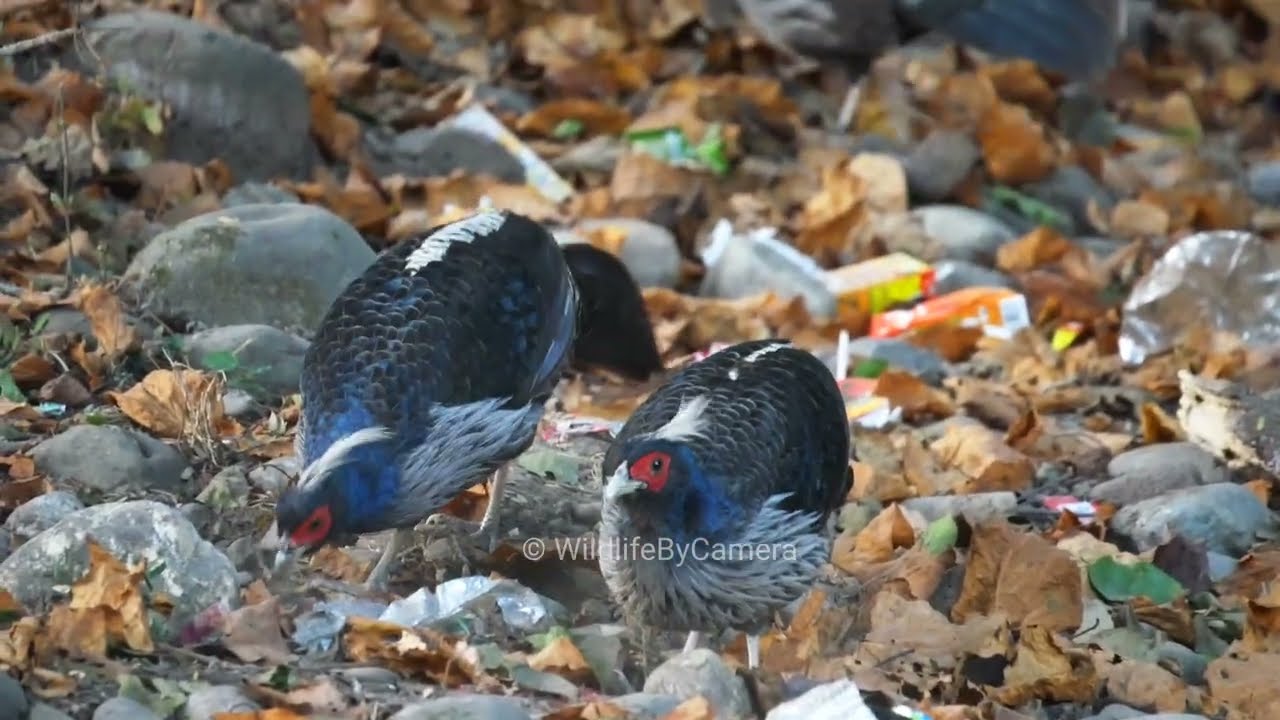 Kalij Phesent| Ramnagar Jim Corbett National Park Buffer Zone Wildlife By Camera 4k Video In Hindi 