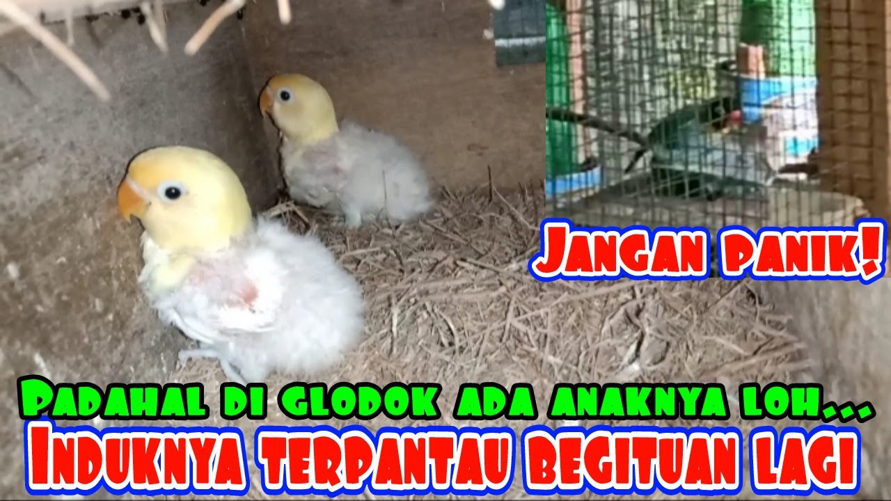 ANAK MASIH UMUR 1 BULAN, INDUKNYA MALAH KAWIN LAGI