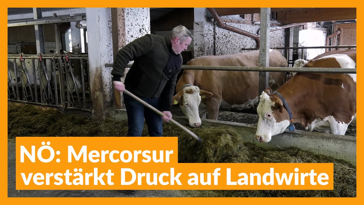 N&Ouml;: Mercosur verst&auml;rkt Druck auf Landwirte