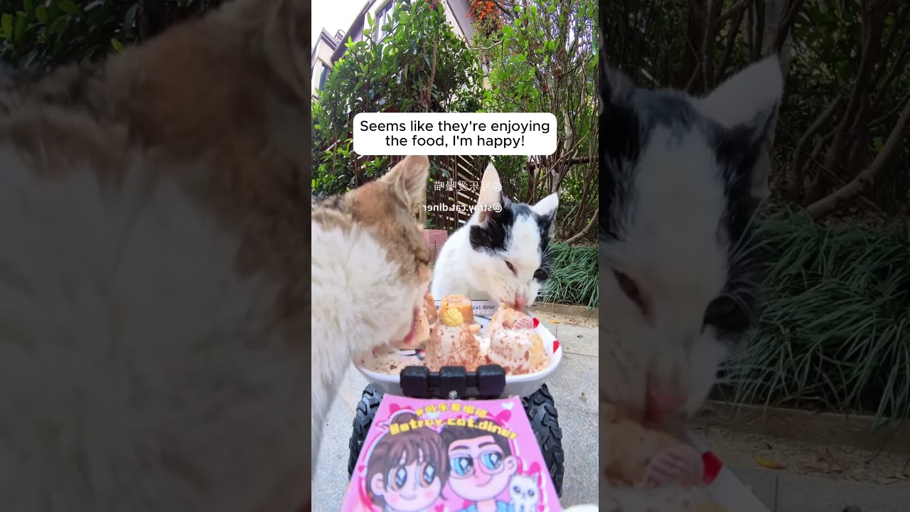 Feeding Stray Cats with an RC Car #cats #rccar #cuteanimals #straycats #feeding #hiddencamera #funny