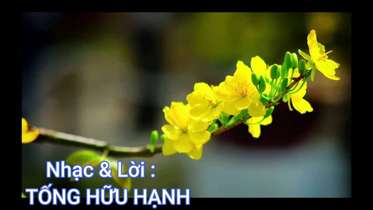 DƯỜNG NHƯ LÀ XUÂN