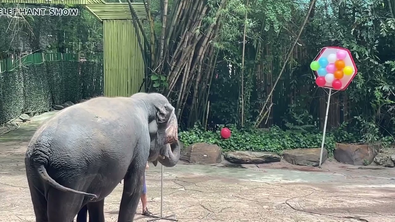 Elephant show, Safari World  Thailand (โชว์ช้าง)