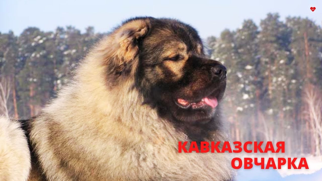 КАВКАЗСКАЯ ОВЧАРКА