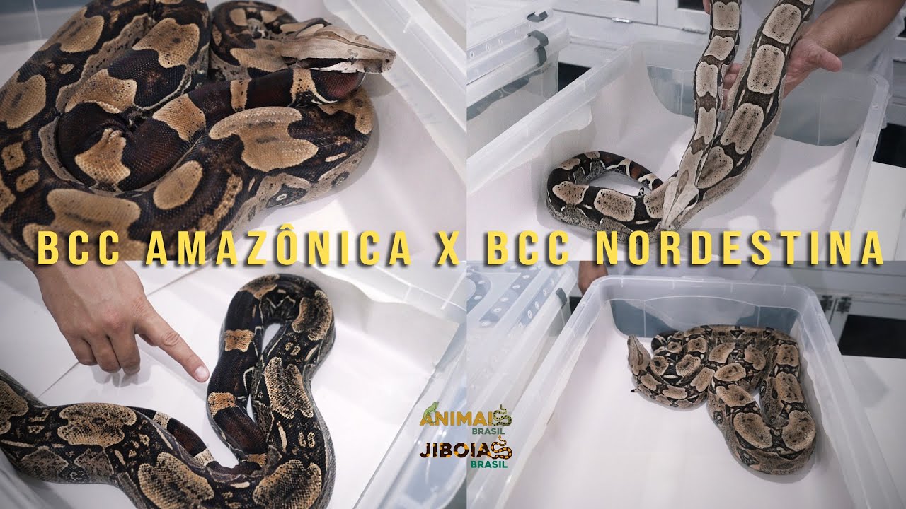 BCC AMAZÔNICA X BCC NORDESTINA