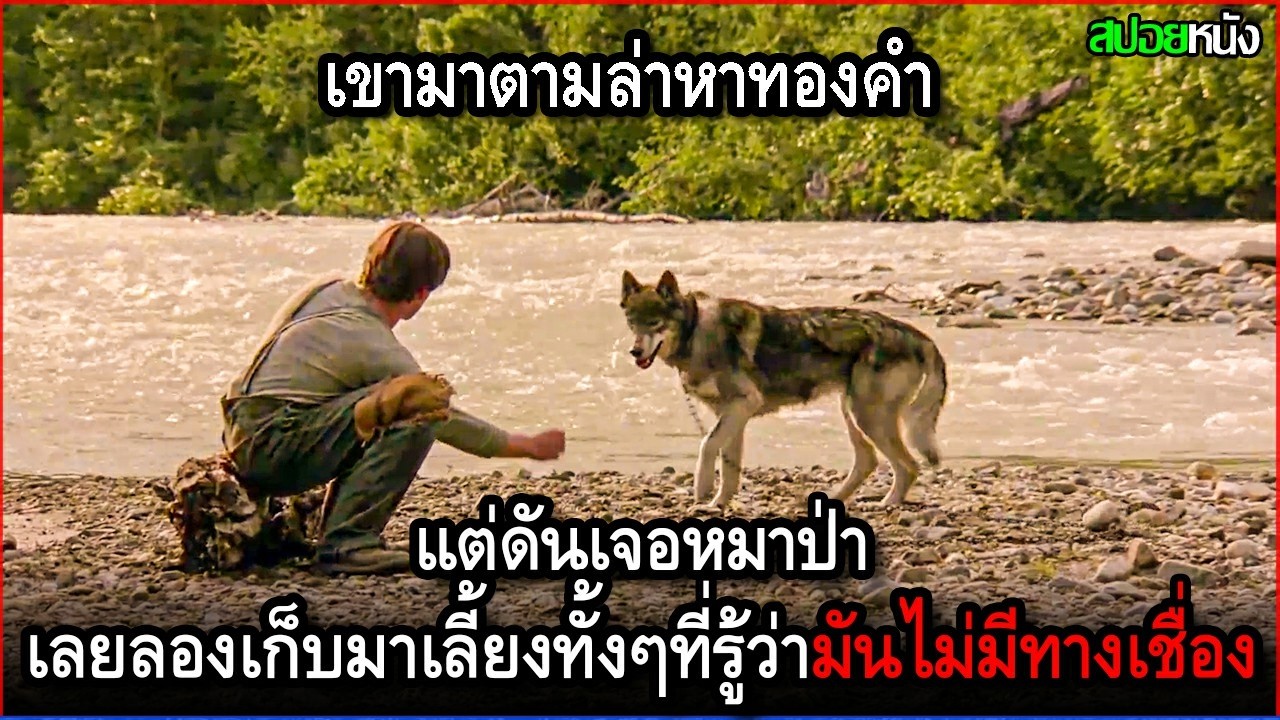 เขามาตามล่าหาทองคำ แต่ดันเจอหมาป่า เลยลองเก็บมาเลี้ยงทั้งๆที่รู้ว่ามันไม่มีทางเชื่อง | สปอยหนัง