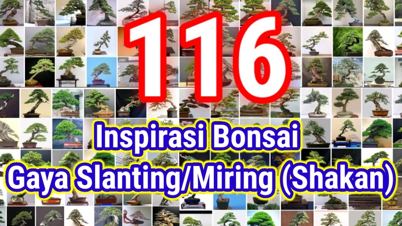 Inspirasi Bonsai Slanting/Gaya Miring (Shakan style)