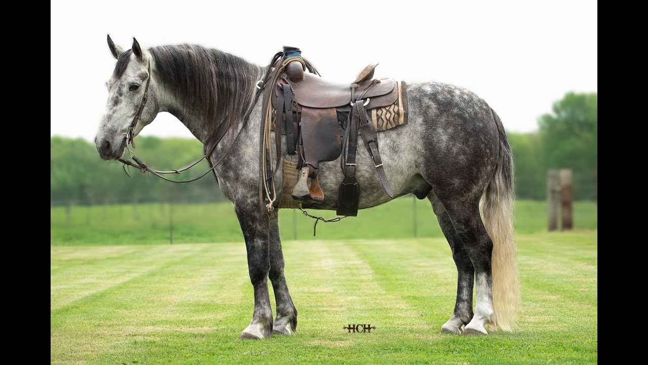 Wyatt 2017 Draft Cross Gelding