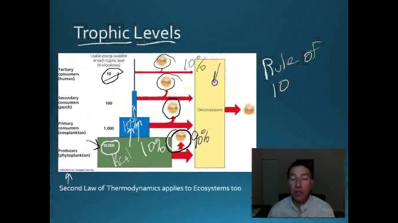 Video 6 APES Energy in Ecosystems