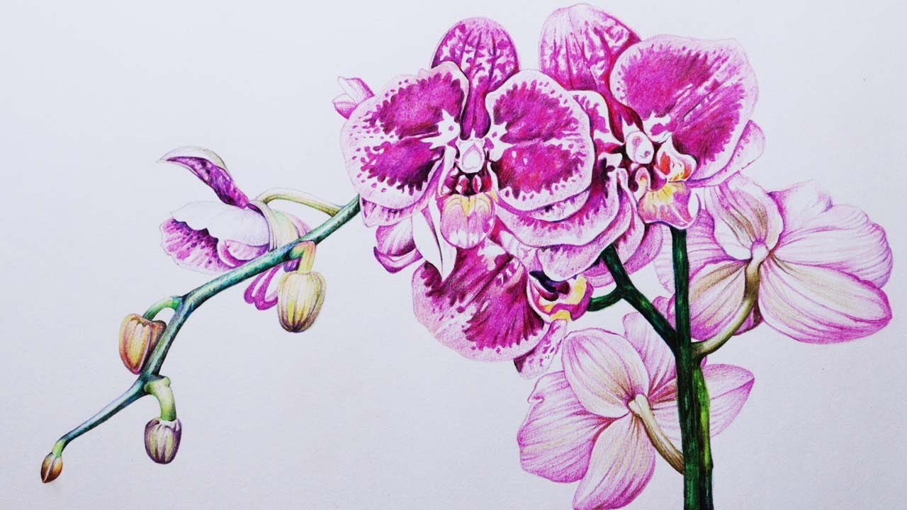 Orchid Flowers Drawing | How to draw Orchid | Color Pencil Drawing