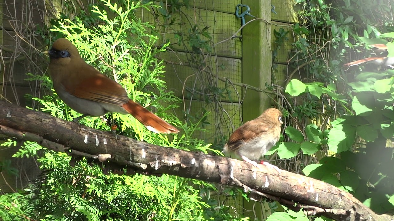Garrulax Berthemyi Buffy Laughingthrush Blauwoog Gaailijster couple + 2 young