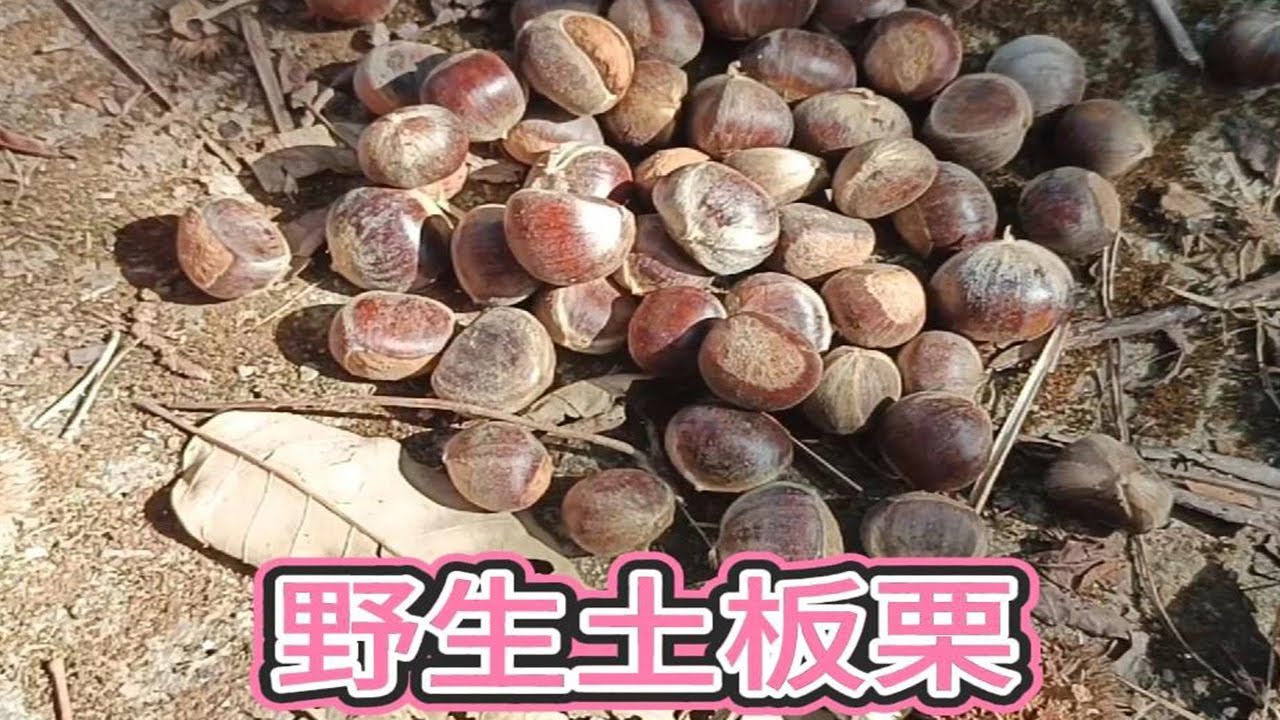 小曾陪老罗去河边看鱼，在路边捡到很多土板栗，脆脆甜甜真好吃 #土板栗 #大自然的馈赠