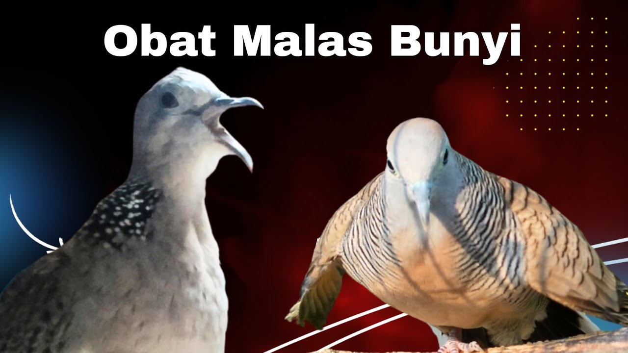 Perkutut Lokal Gacor Suara Kemlinti Vs Tekukur Kuk 2 Suara Bening