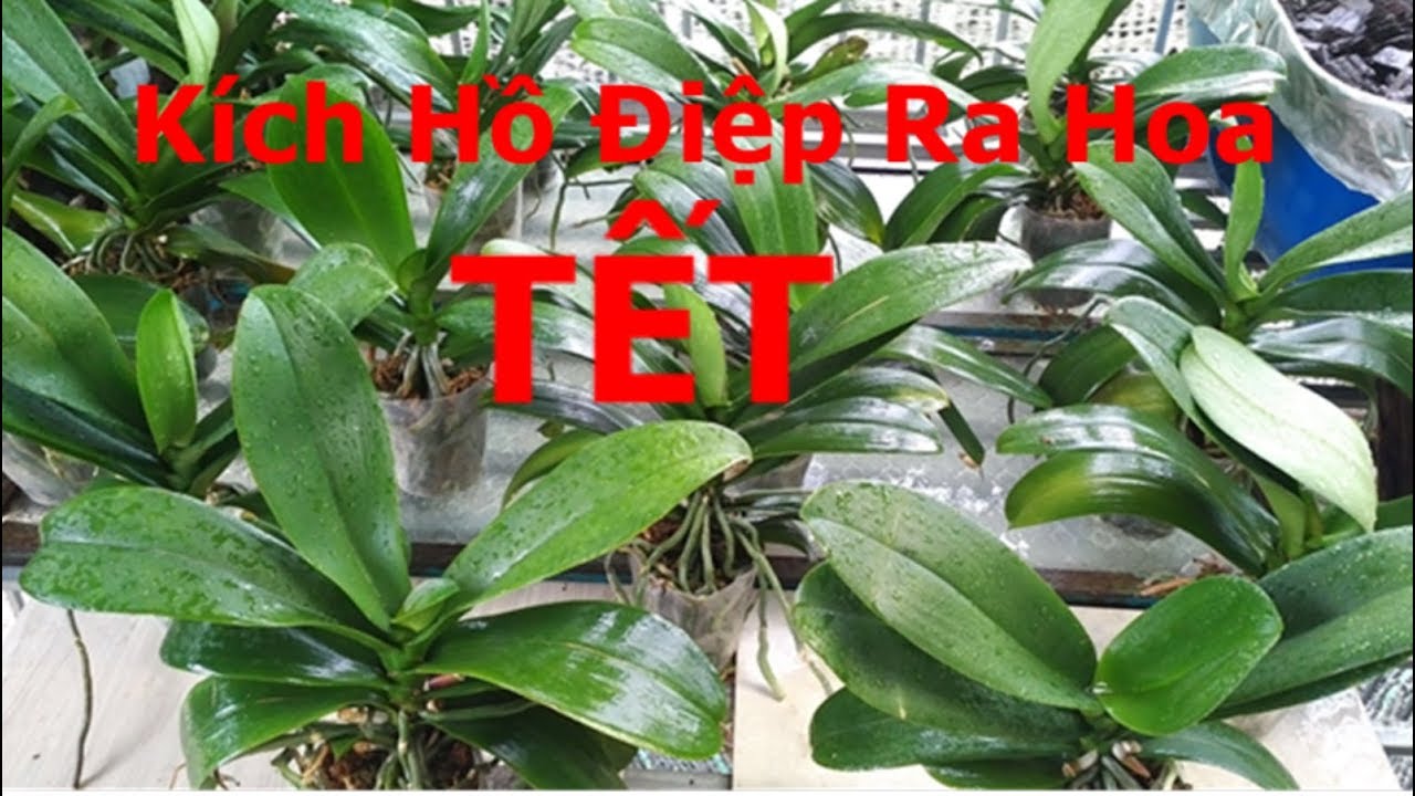 Chia sẻ cách kích HỒ ĐIỆP RA HOA TẾT