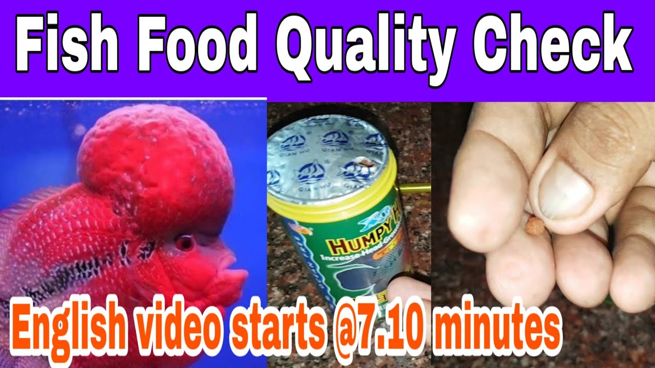 How to check fish food quality?