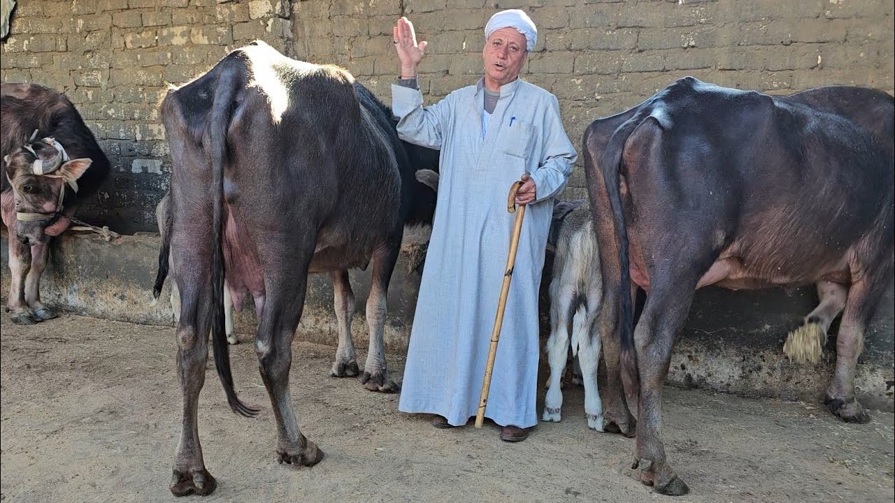 دبابات الجاموس الوالد بنزينات لبن وجاموس عشار  خليط إيطالي ومنوفي بنسبة عالية بمزرعة المعلم واصف